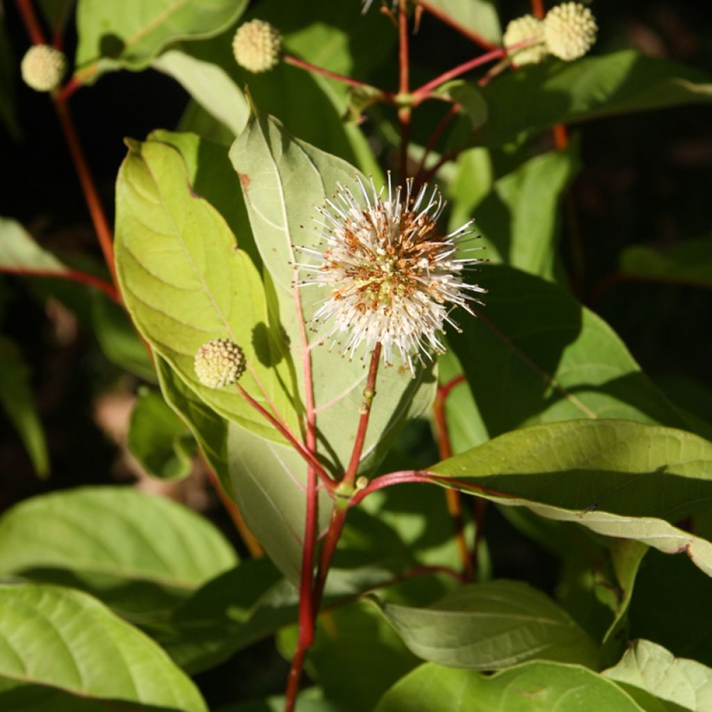 Cephalanthus occidentalis