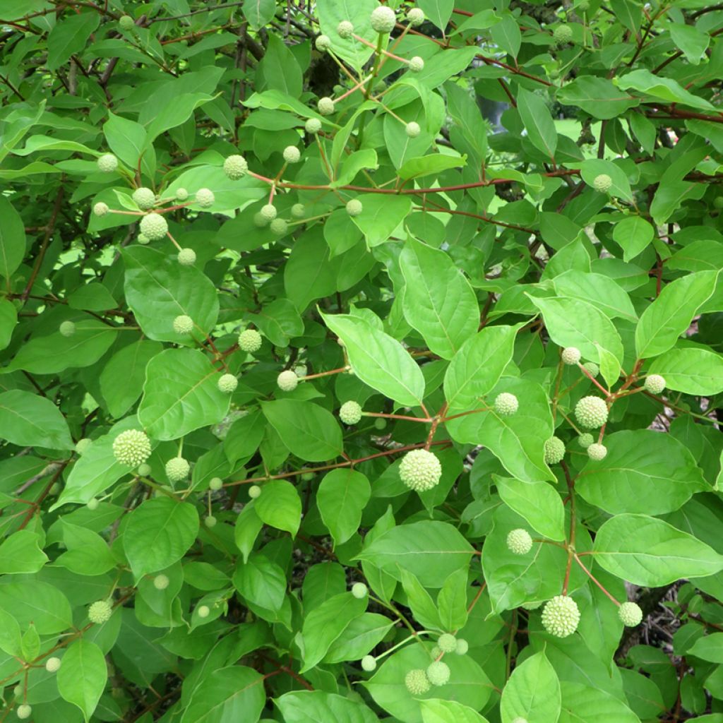 Cephalanthus occidentalis Moonlight Fantasy