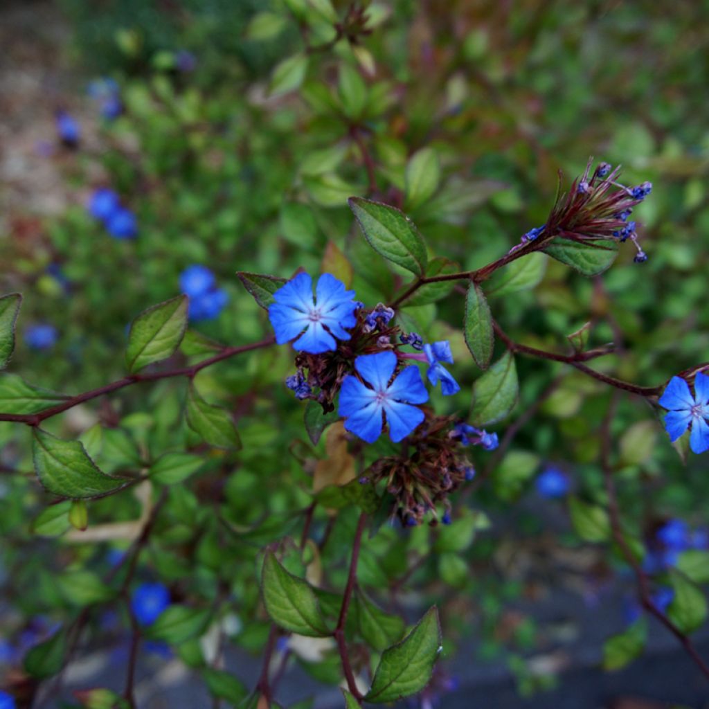 Ceratostigma griffithii