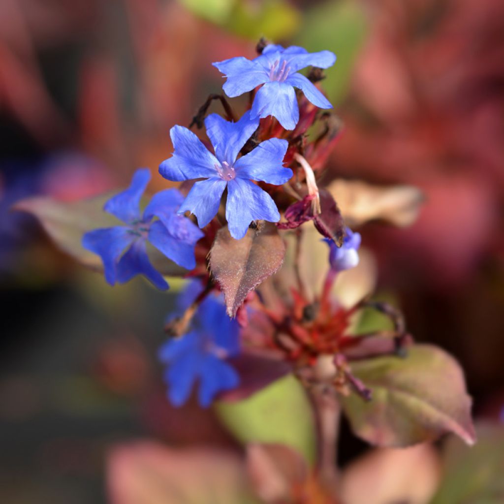 Ceratostigma plumbaginoides