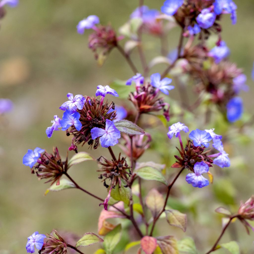 Ceratostigma willmottianum