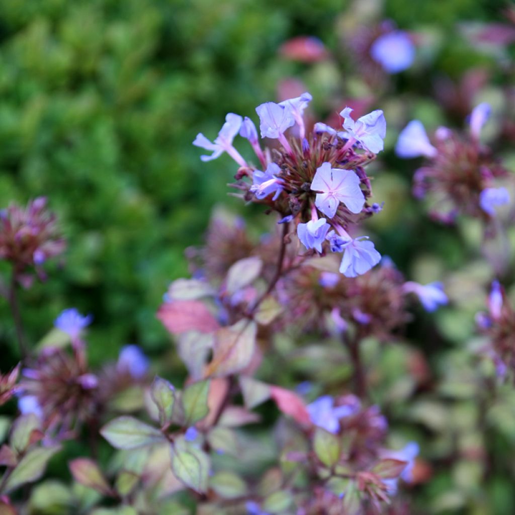 Ceratostigma willmottianum