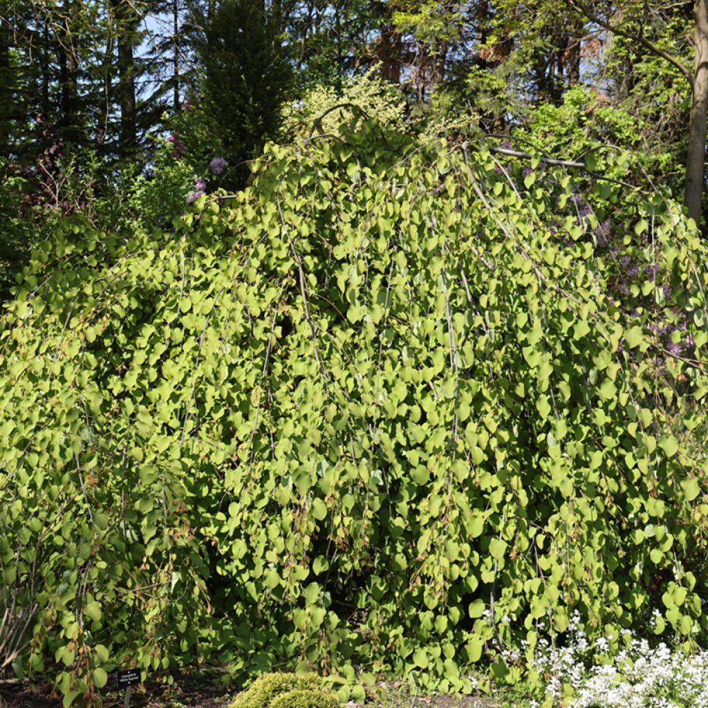 Cercidiphyllum japonicum f. pendulum Amazing Grace - Katsura tree