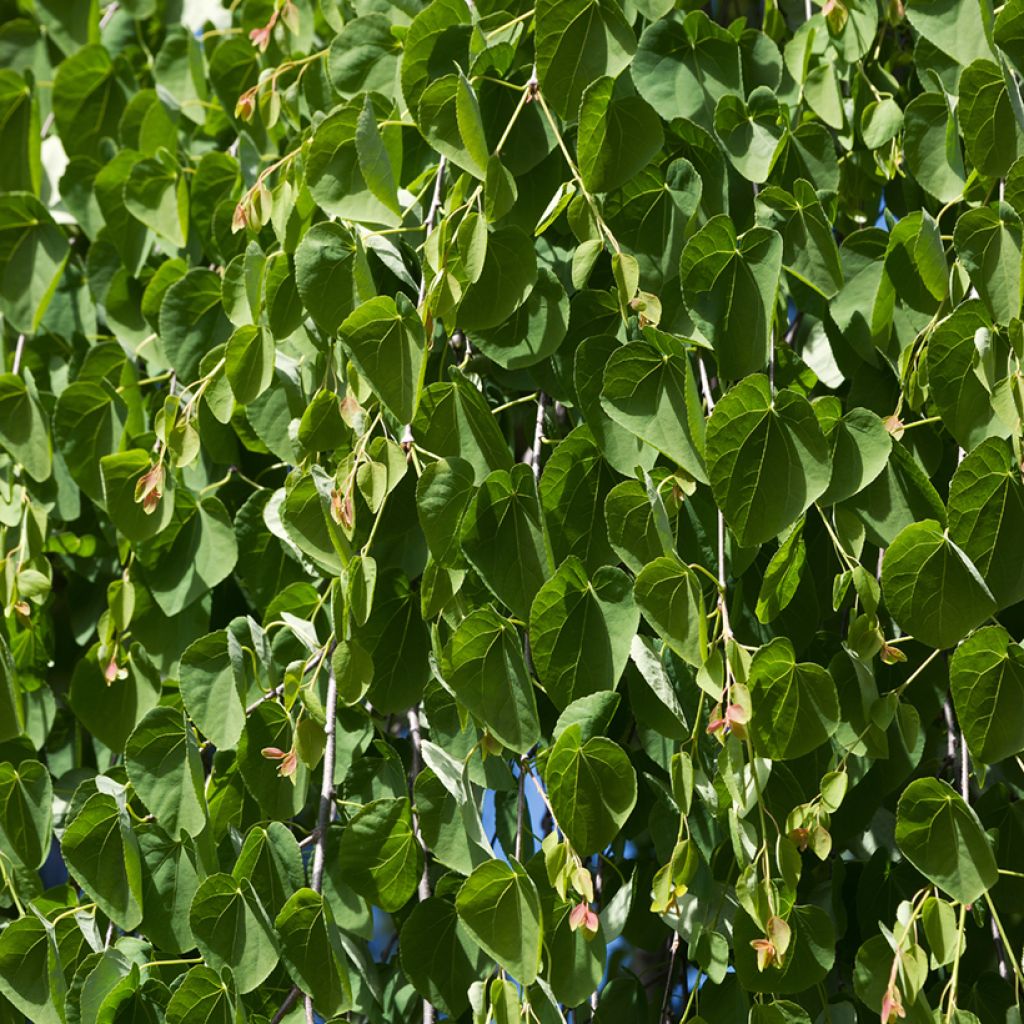 Cercidiphyllum japonicum Pendulum