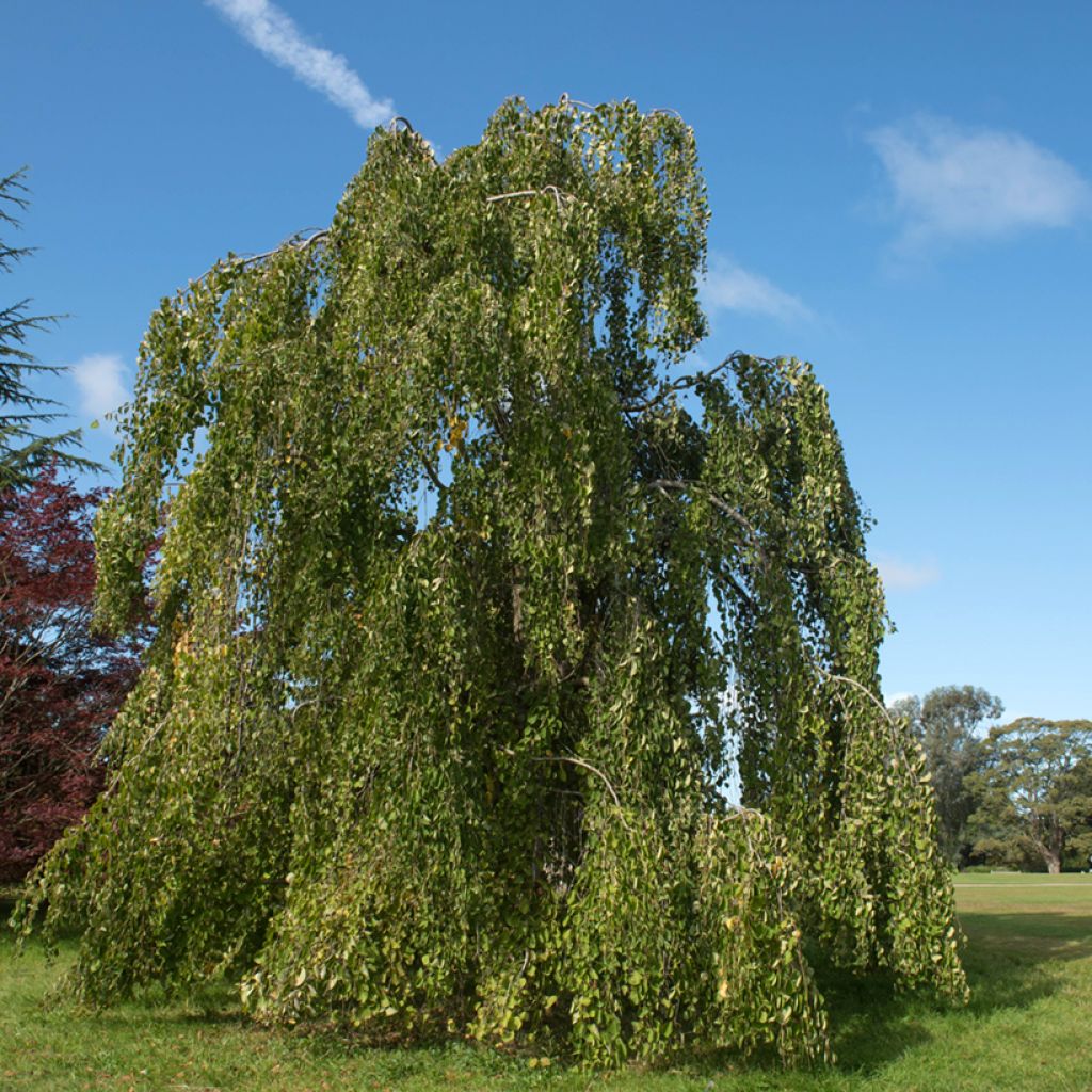 Cercidiphyllum japonicum Pendulum