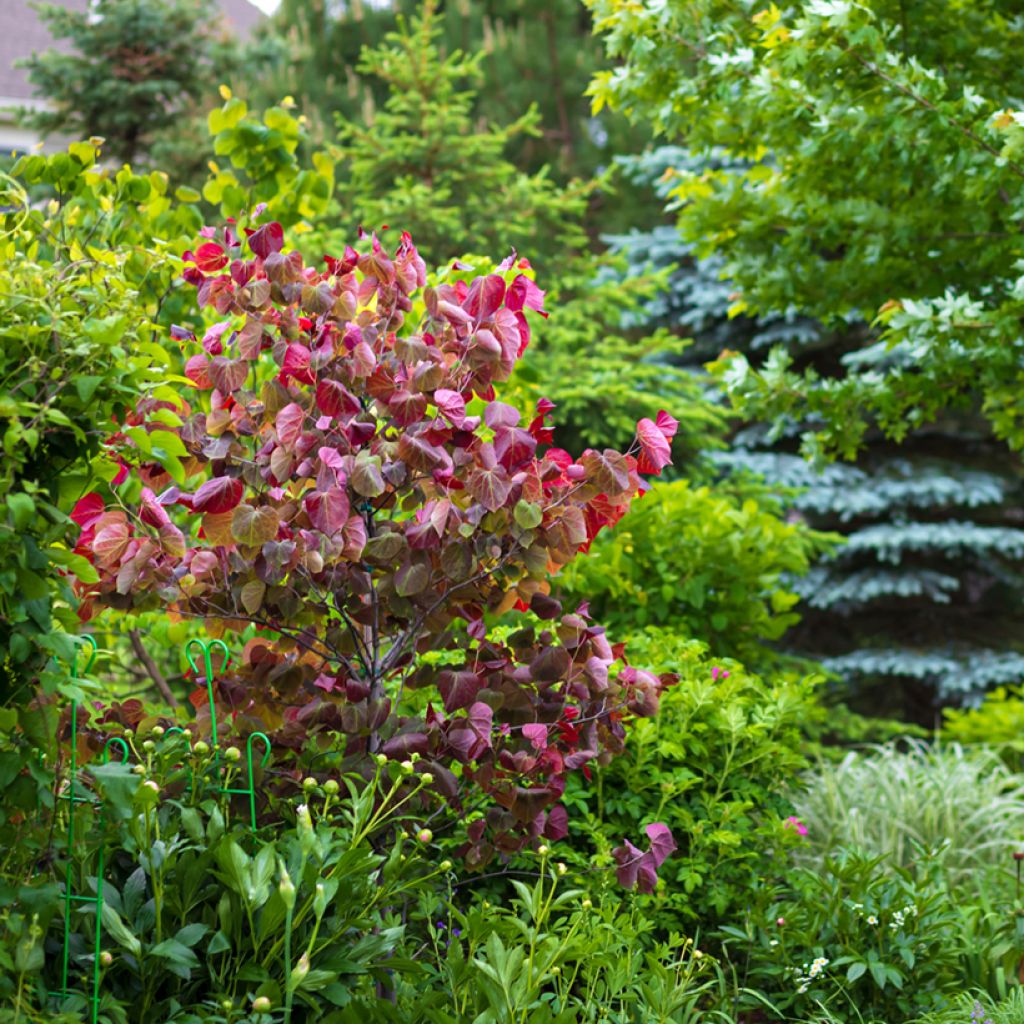 Cercis canadensis Forest Pansy - Eastern Redbud