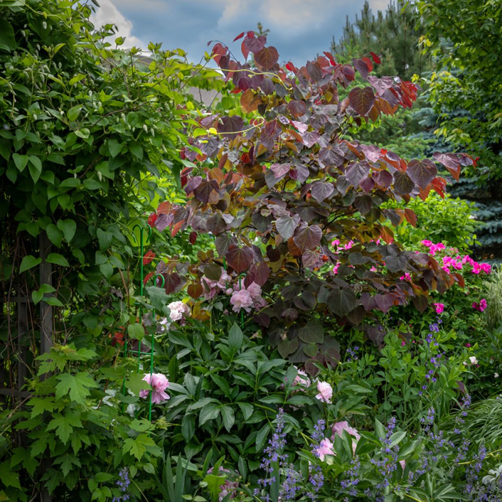 Cercis canadensis Forest Pansy - Eastern Redbud