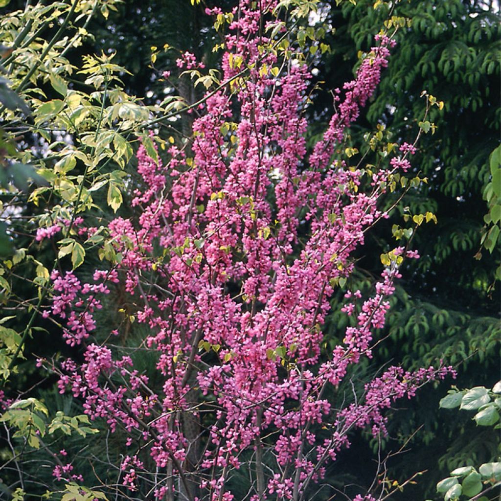 Cercis canadensis  - Eastern Redbud