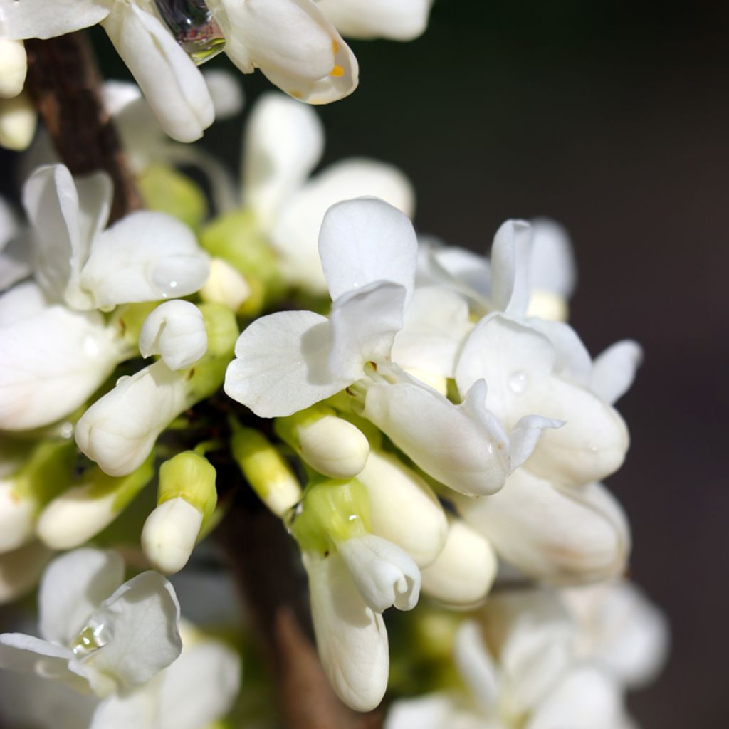 Cercis canadensis Vanilla Twist - Eastern Redbud