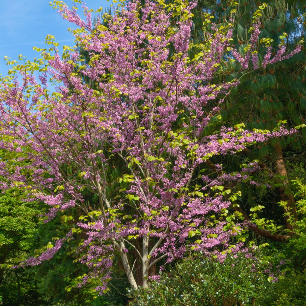 Cercis canadensis  - Eastern Redbud