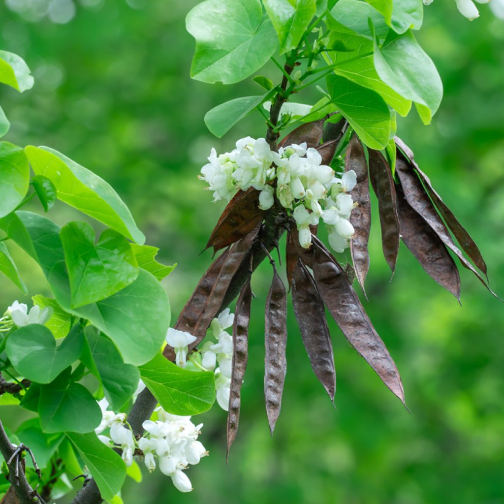 Cercis chinensis Shirobana - Chinese Redbud