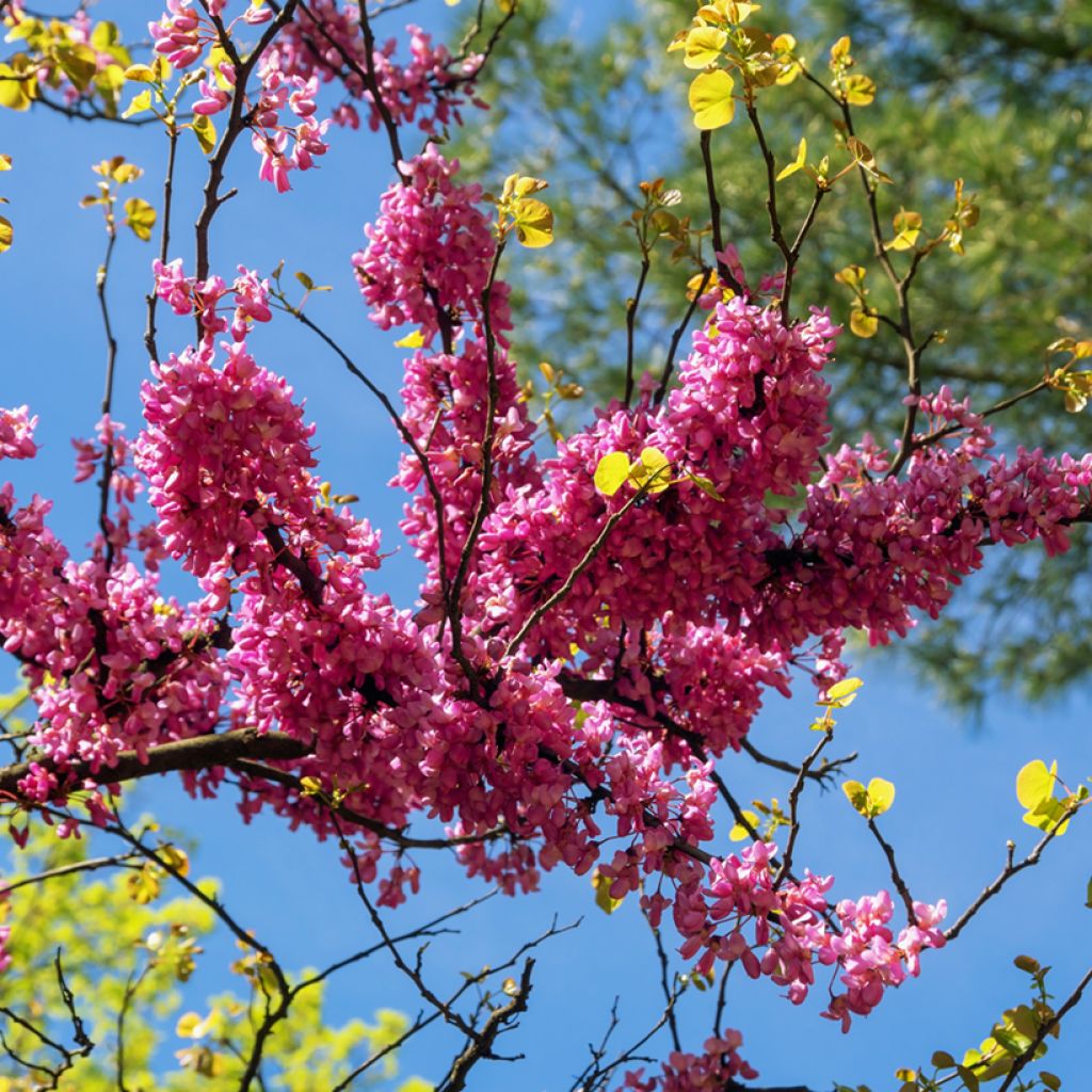 Cercis siliquastrum - Judas Tree