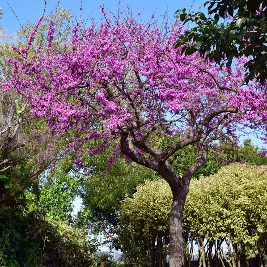 Cercis siliquastrum - Judas Tree