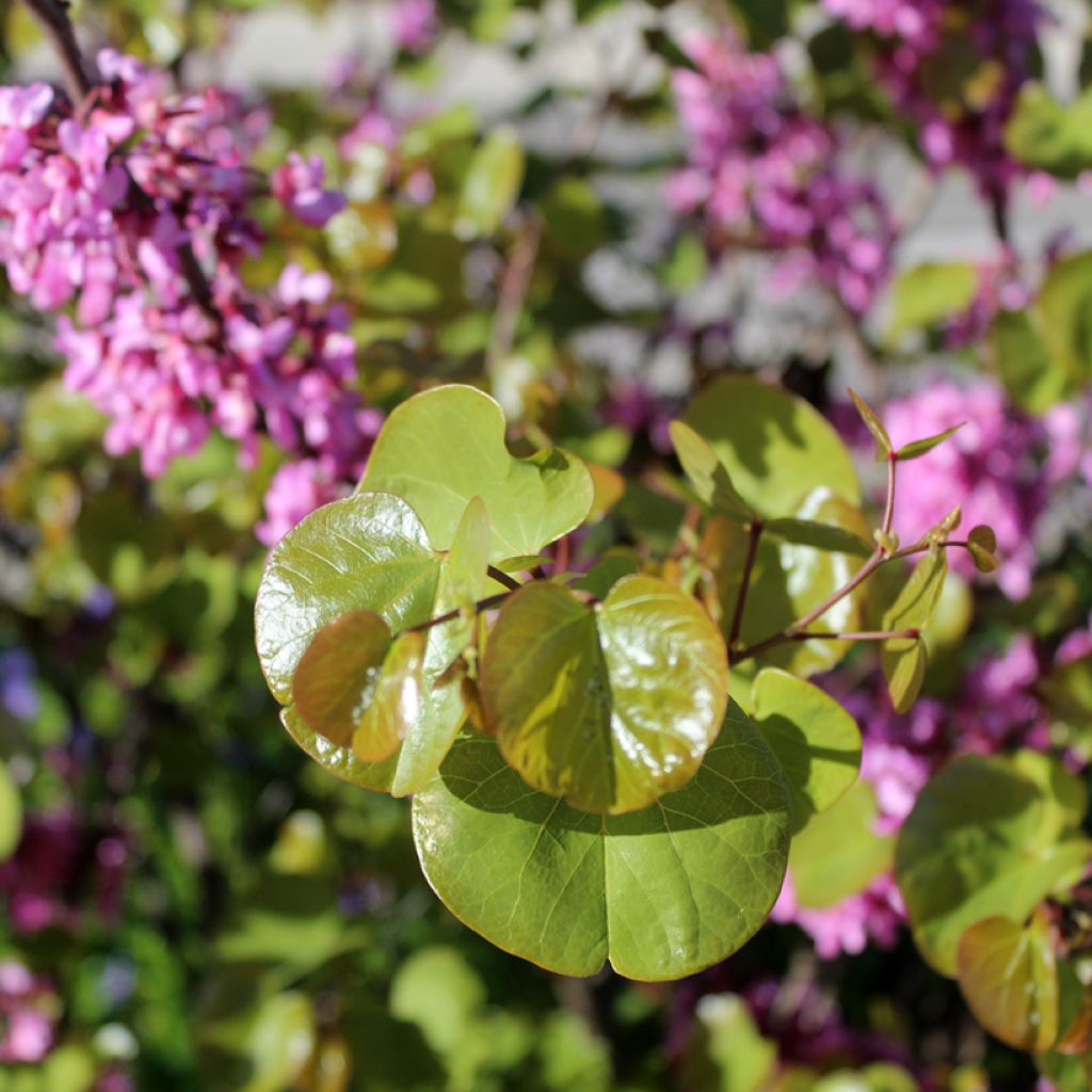 Cercis siliquastrum - Judas Tree