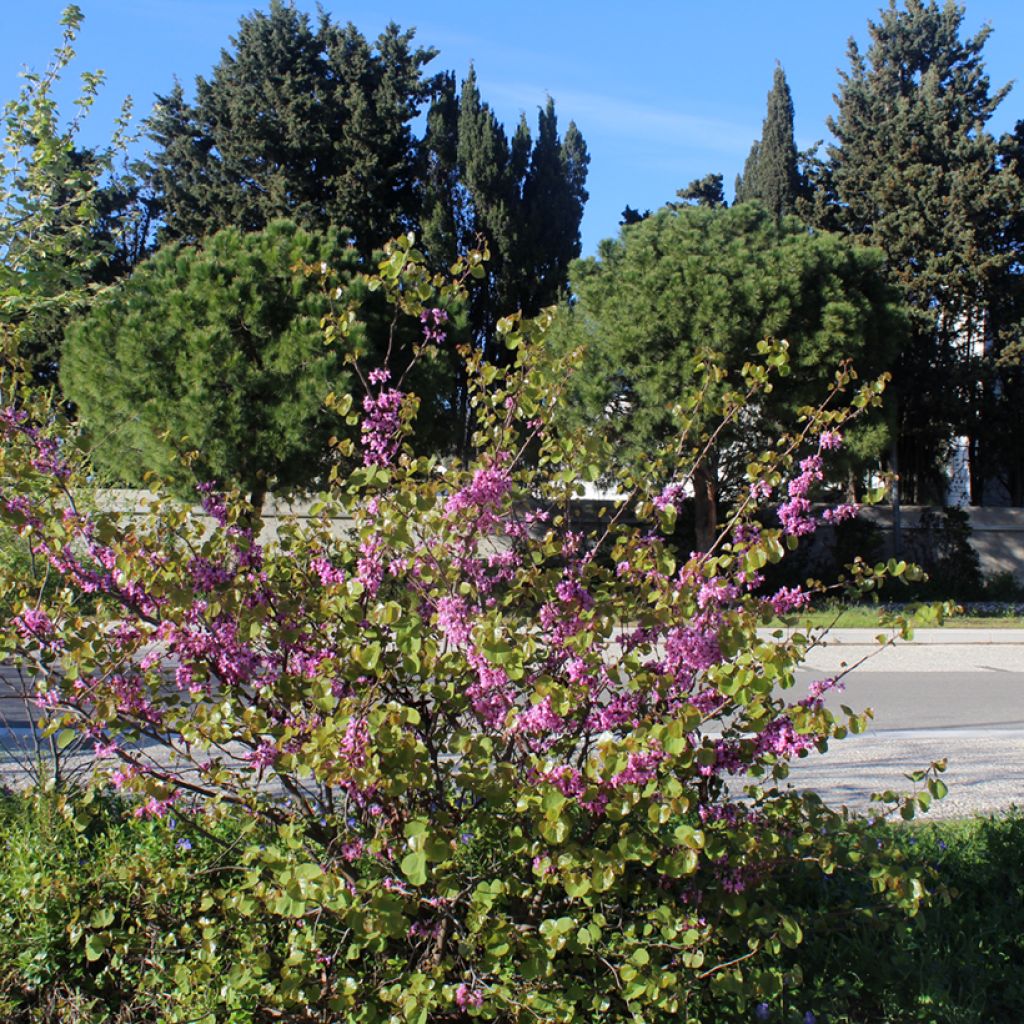 Cercis siliquastrum - Judas Tree