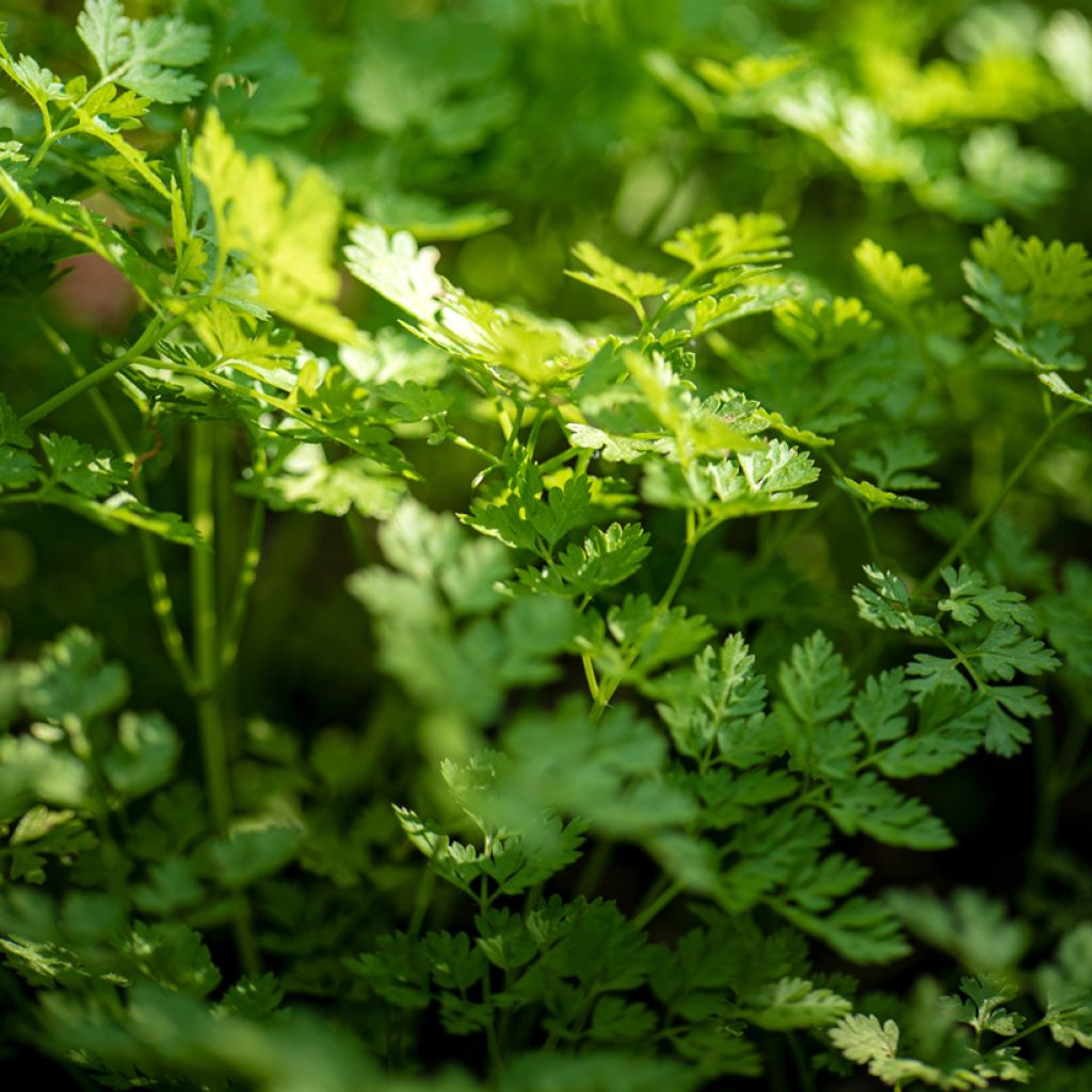 Chervil - Ferme de Sainte Marthe Seeds