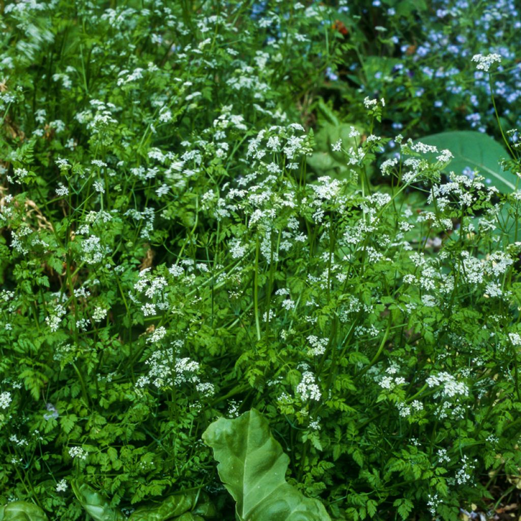 Chervil - Ferme de Sainte Marthe Seeds