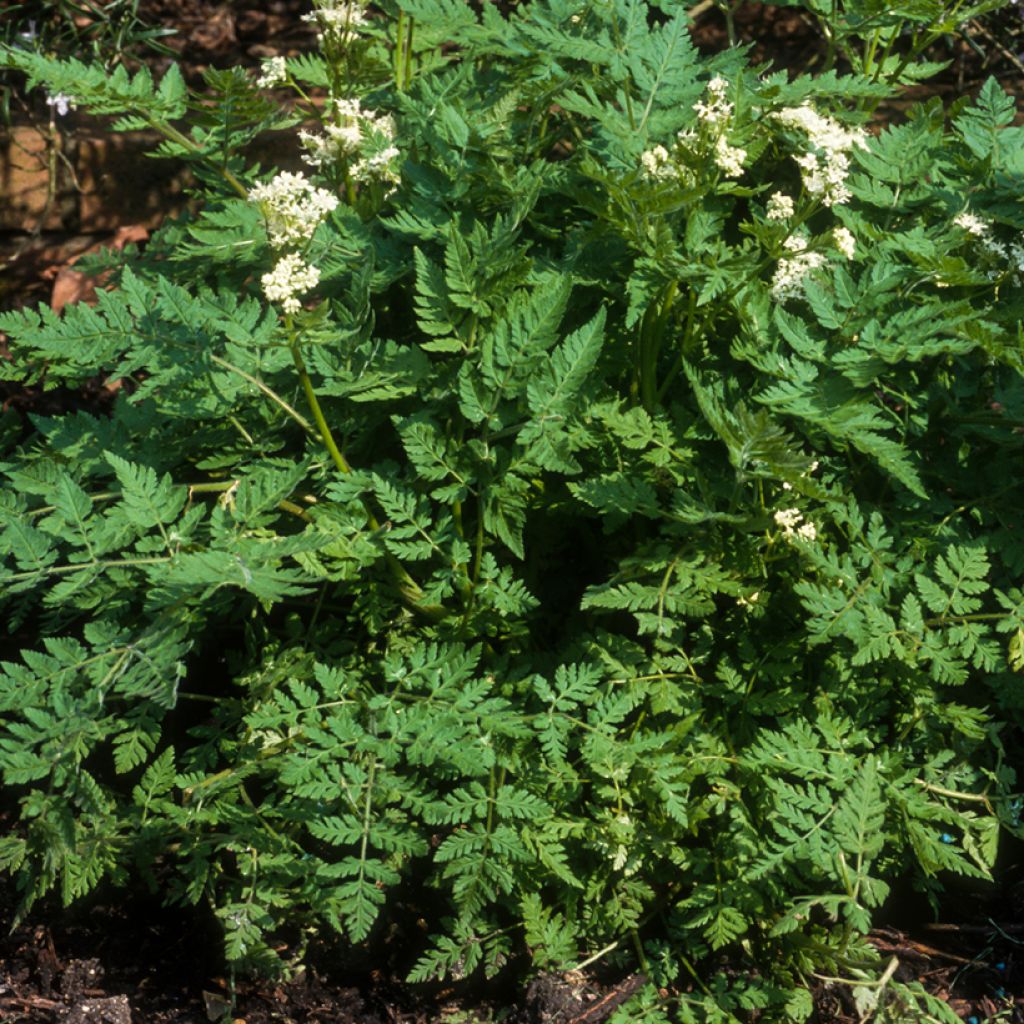 Common Chervil - Anthriscus cerefolium