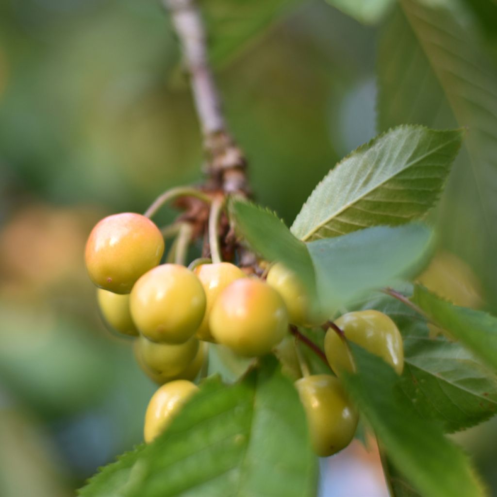 Cerisier Bigarreau Blanc ou Trompe Geai Bio