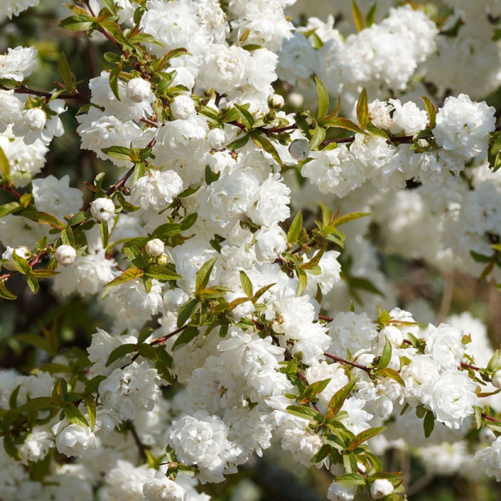 Prunus glandulosa Alba Plena - Dwarf flowering Almond