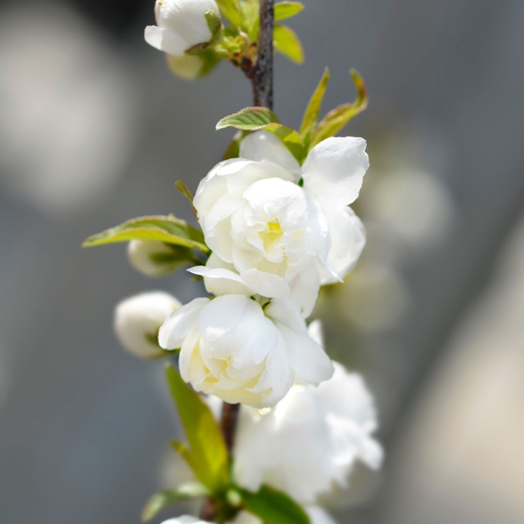 Prunus glandulosa Alba Plena - Dwarf flowering Almond