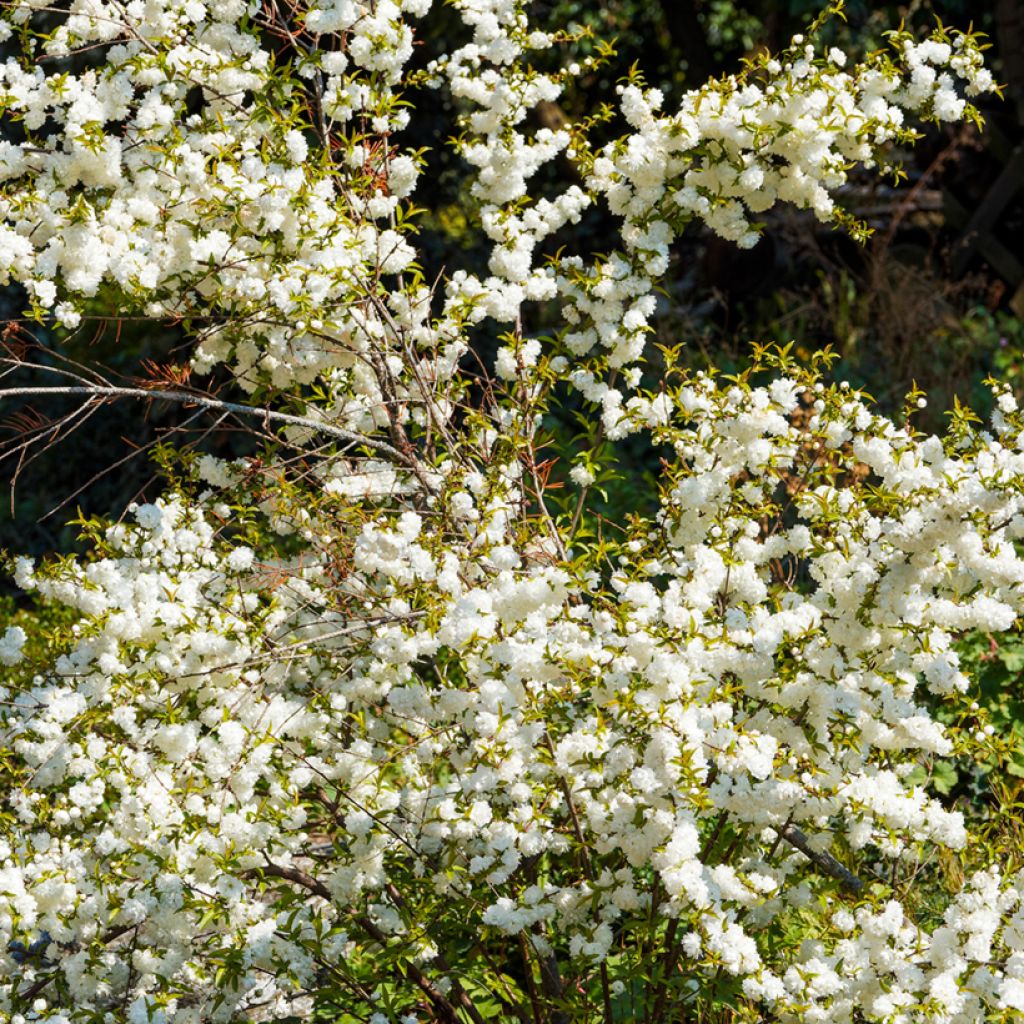 Prunus glandulosa Alba Plena - Dwarf flowering Almond