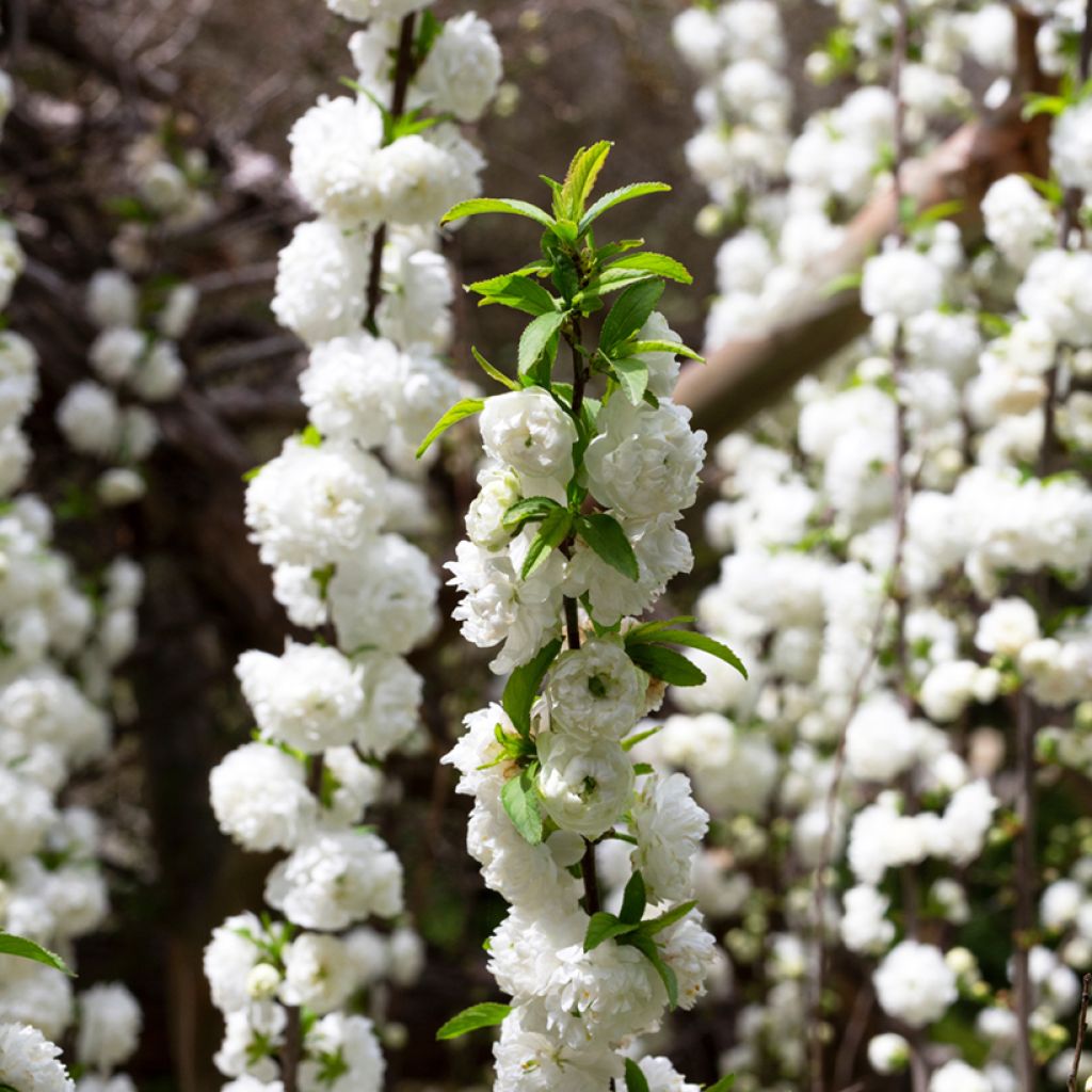 Prunus glandulosa Alba Plena - Dwarf flowering Almond