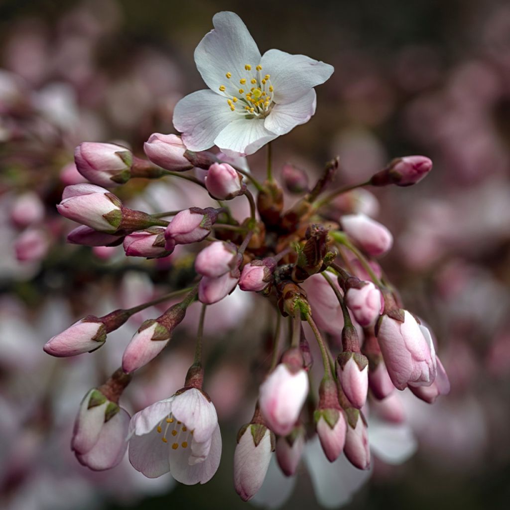 Prunus Pandora - Cherry