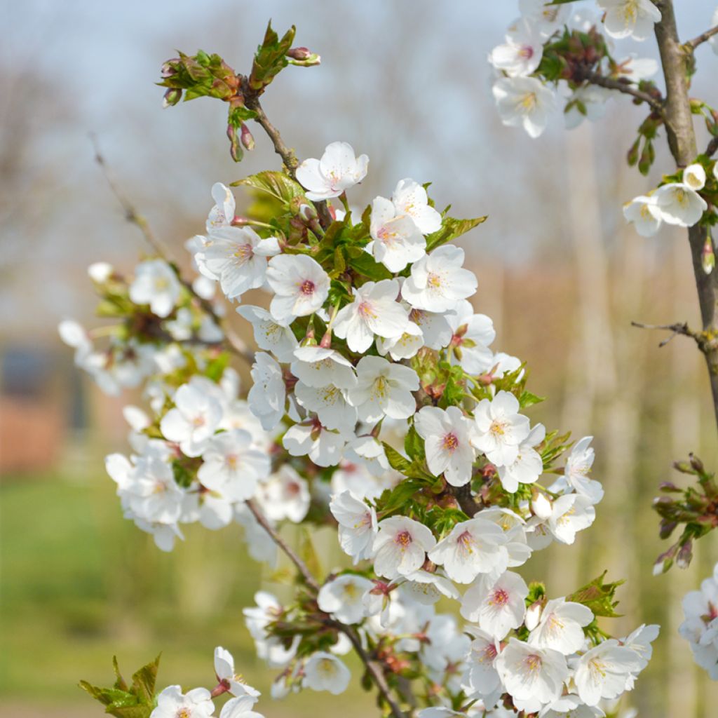 Prunus Umineko - Cherry