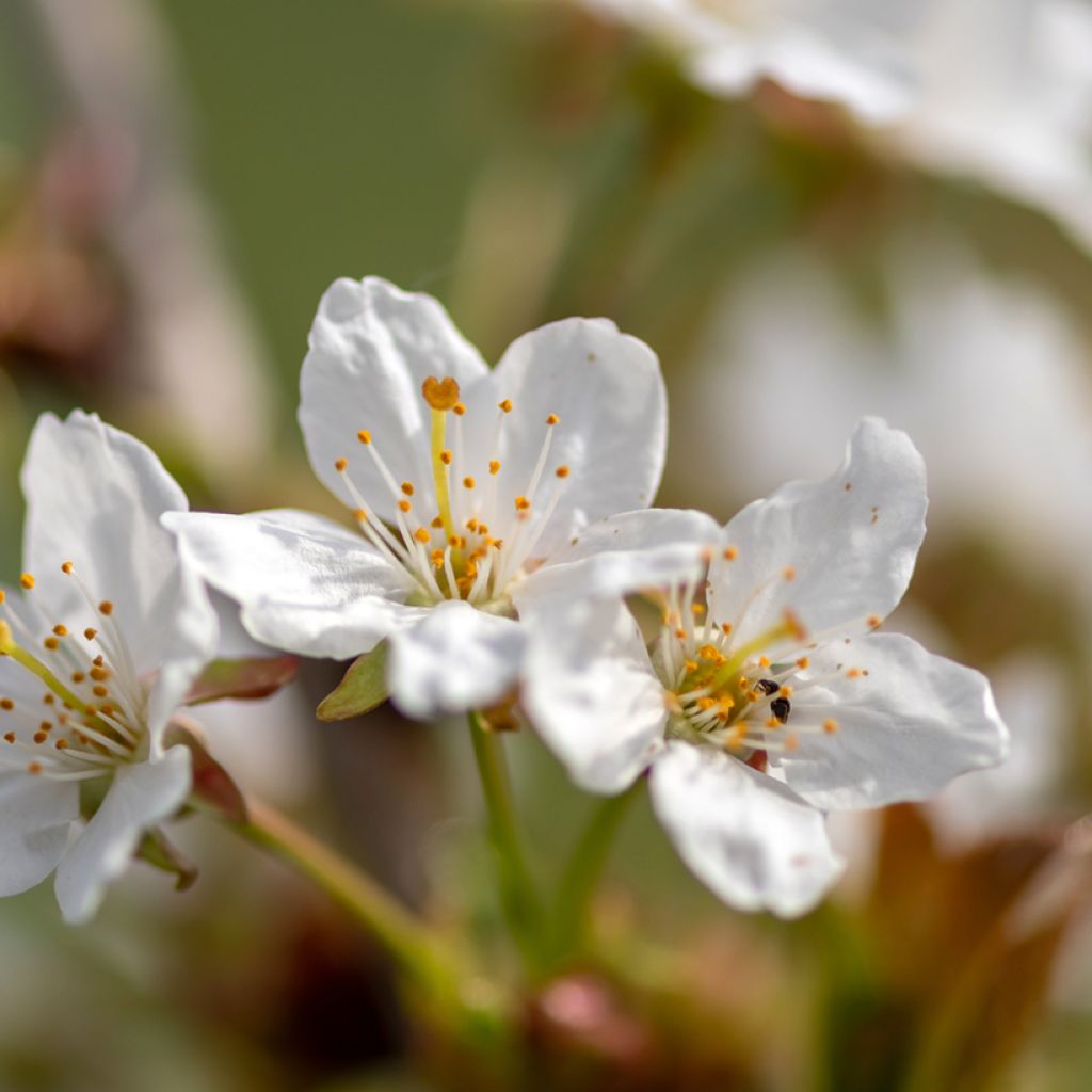 Prunus Umineko - Cherry