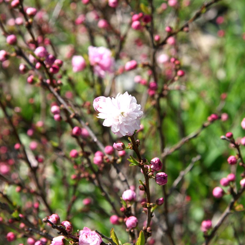 Prunus glandulosa Rosea Plena - Dwarf flowering Almond