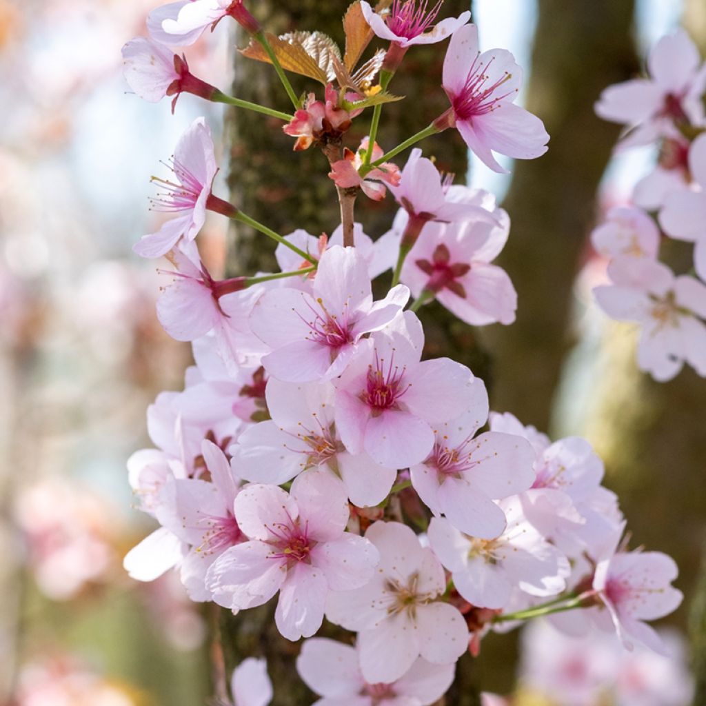 Prunus hillieri Spire - Cherry