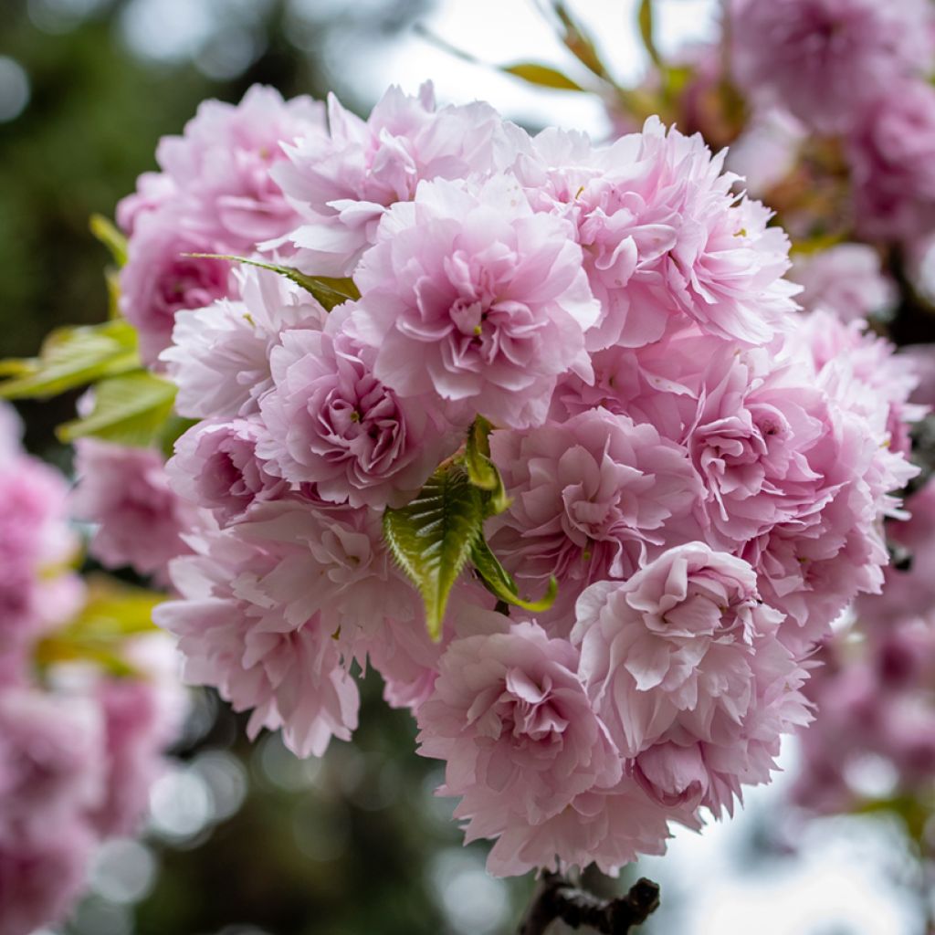 Prunus serrulata Kiku-Shidare-Zakura - Japanese Cherry