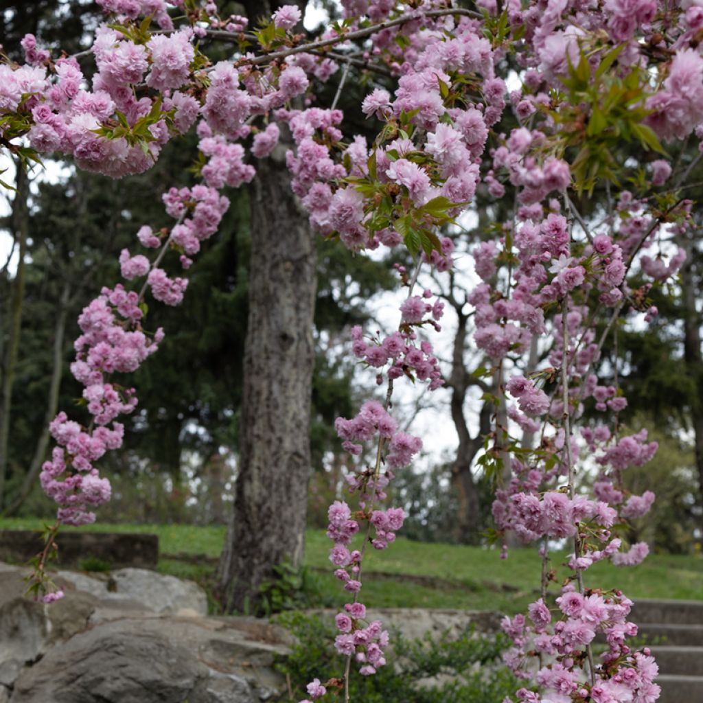 Prunus serrulata Kiku-Shidare-Zakura - Japanese Cherry