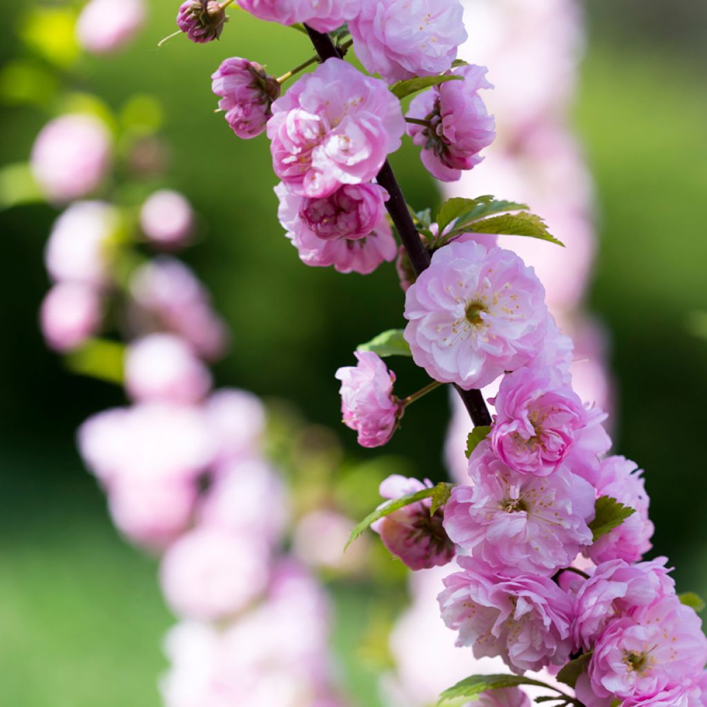 Prunus serrulata Pink Perfection - Japanese Cherry