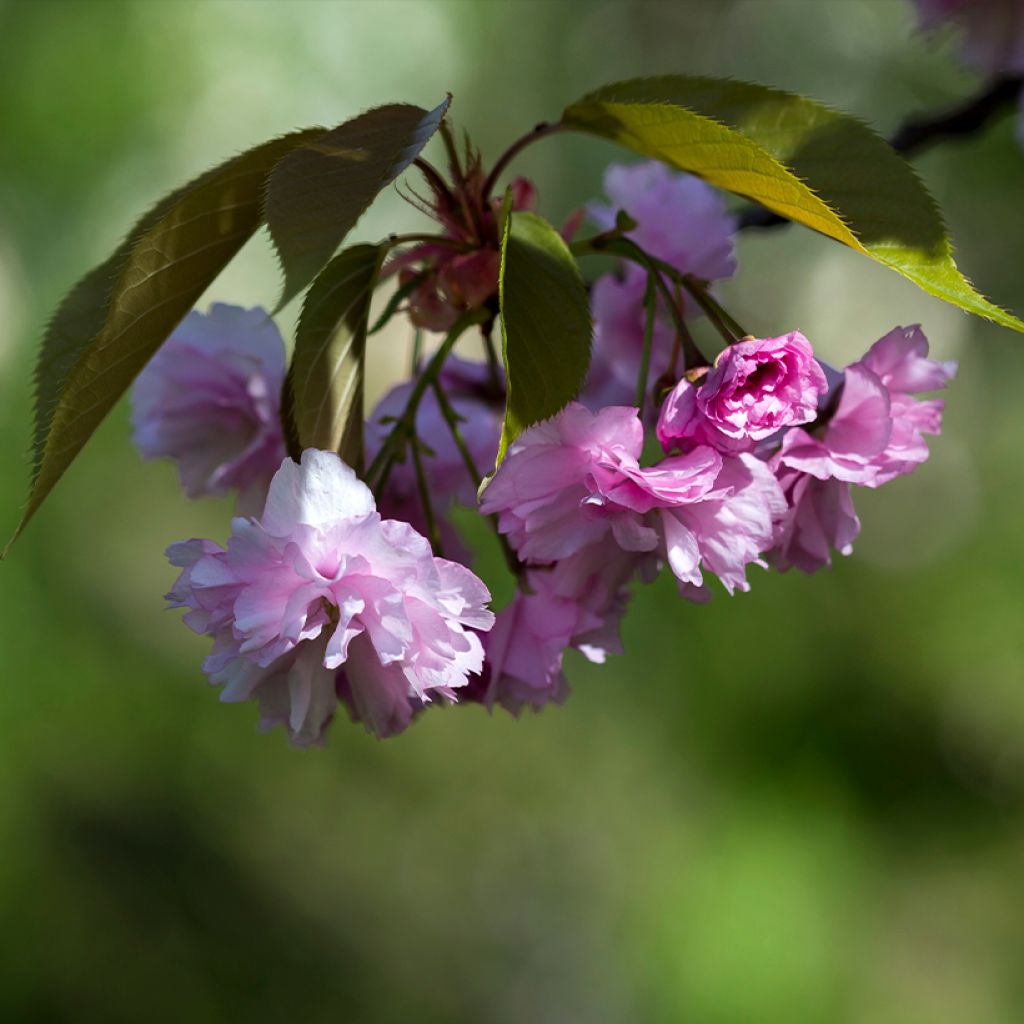 Prunus serrulata Pink Perfection - Japanese Cherry