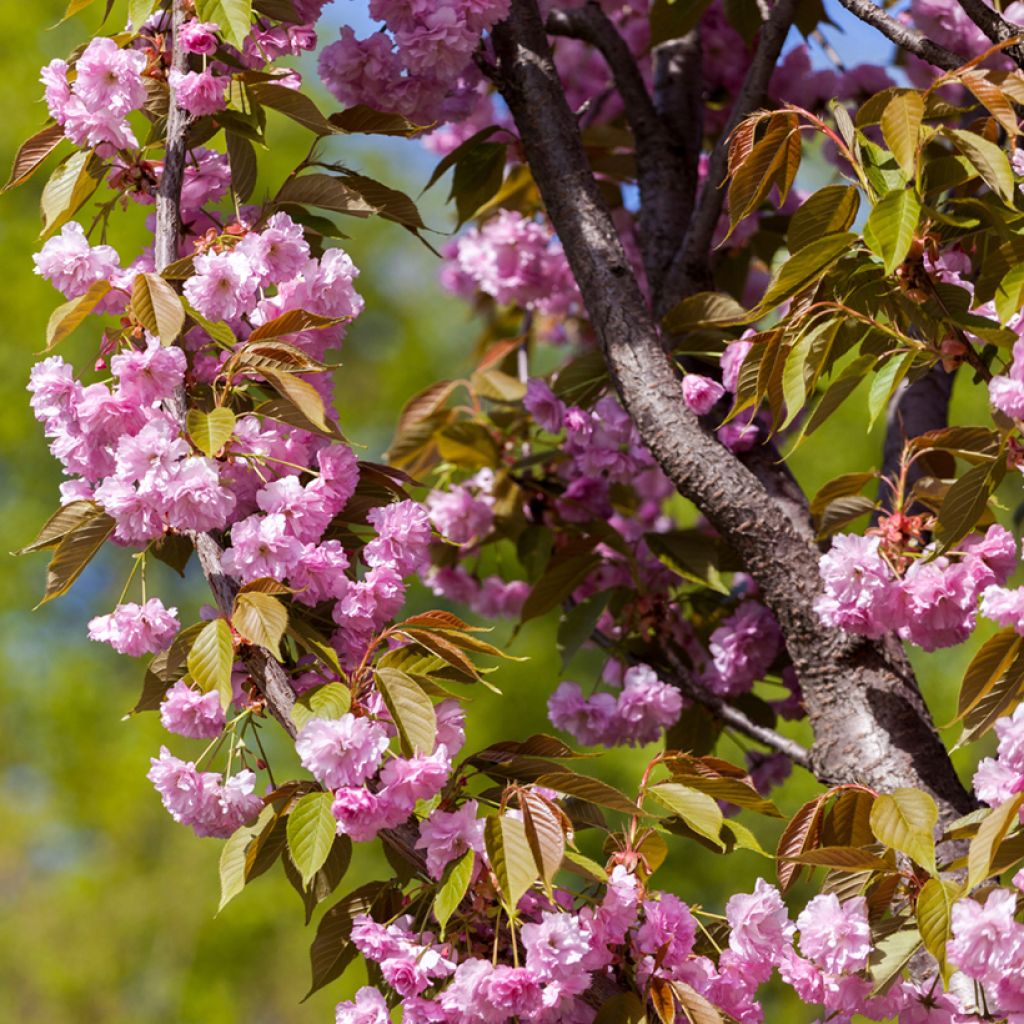 Prunus serrulata Pink Perfection - Japanese Cherry