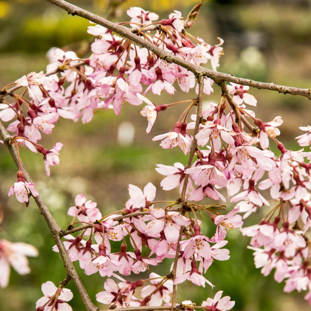 Prunus subhirtella Pendula Rubra - Wheeping  Cherry