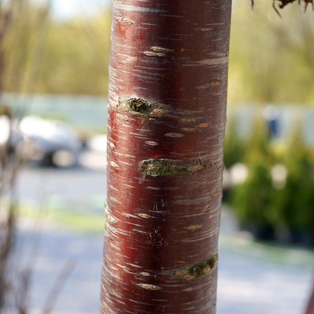 Prunus subhirtella Pendula Rubra - Wheeping  Cherry