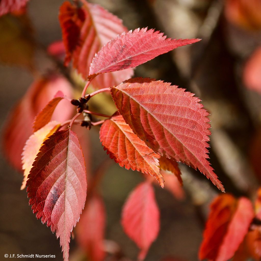 Prunus First Blush - Cherry Tree