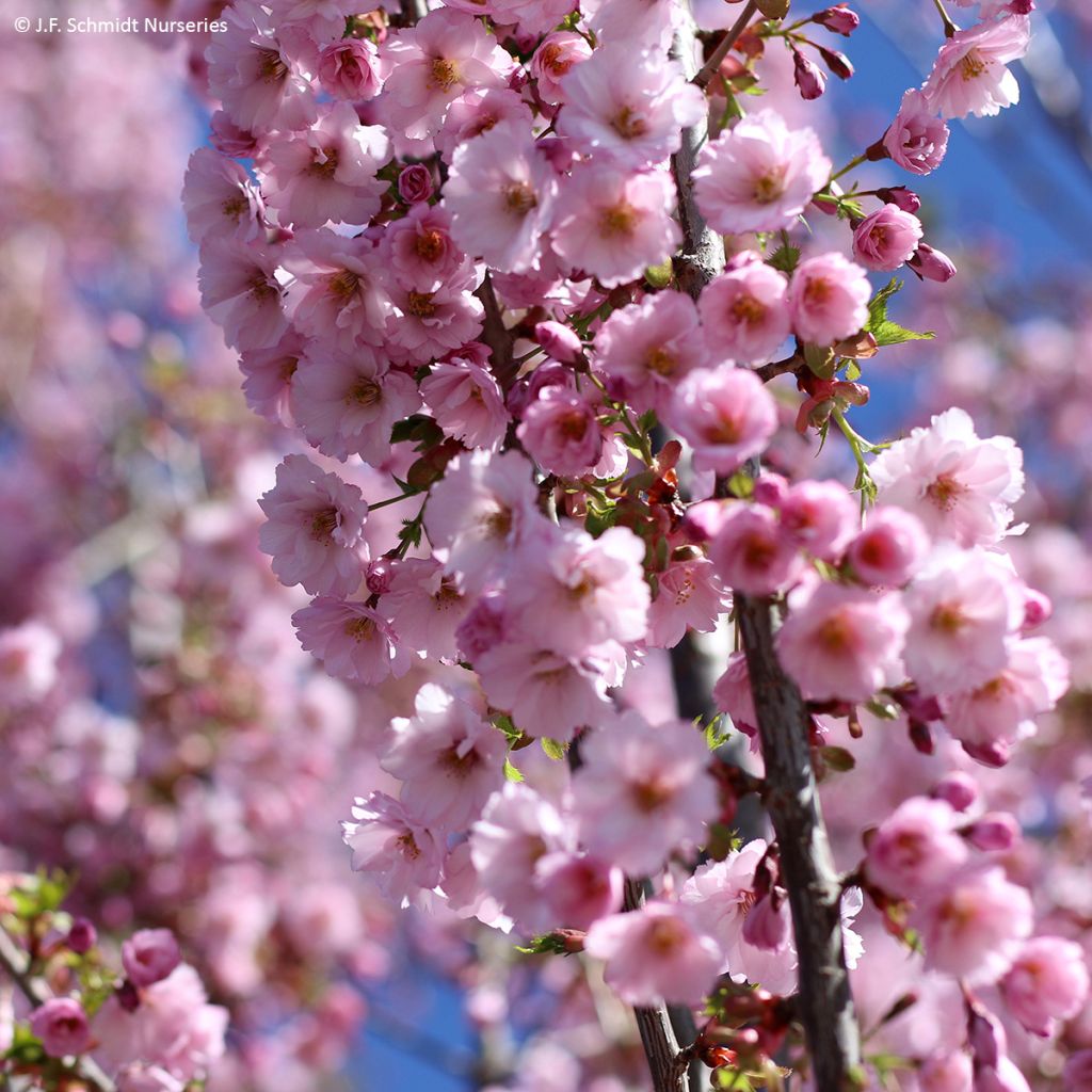 Prunus First Blush - Cherry Tree