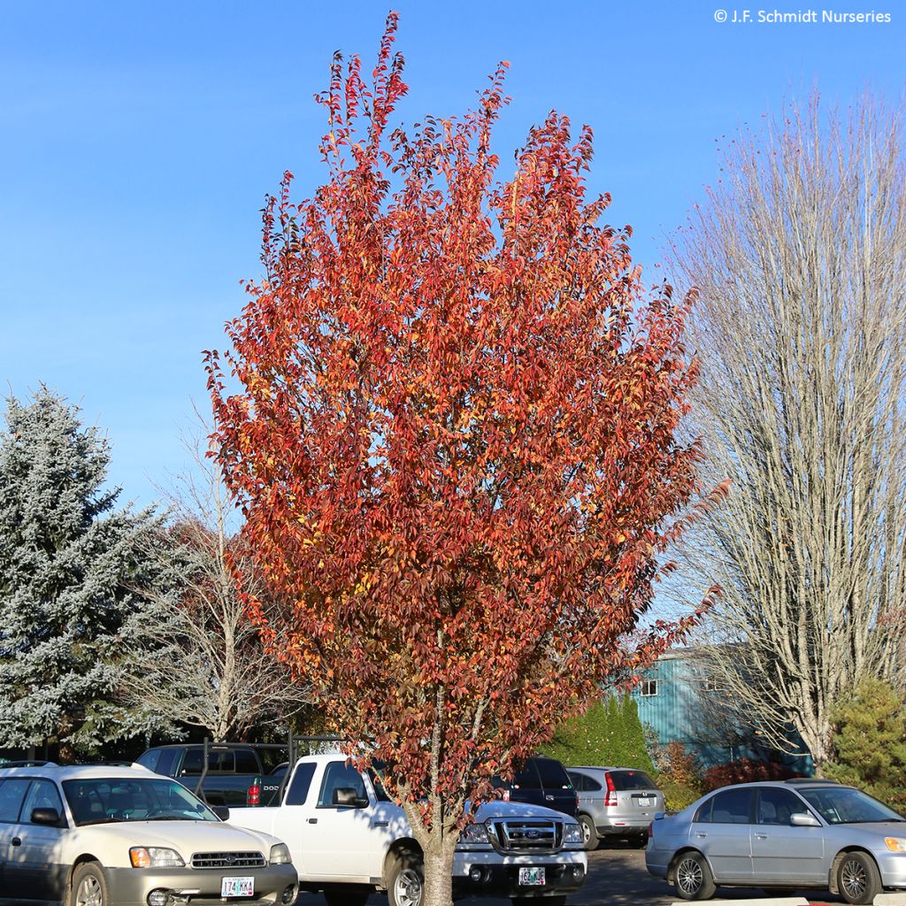 Prunus First Blush - Cherry Tree