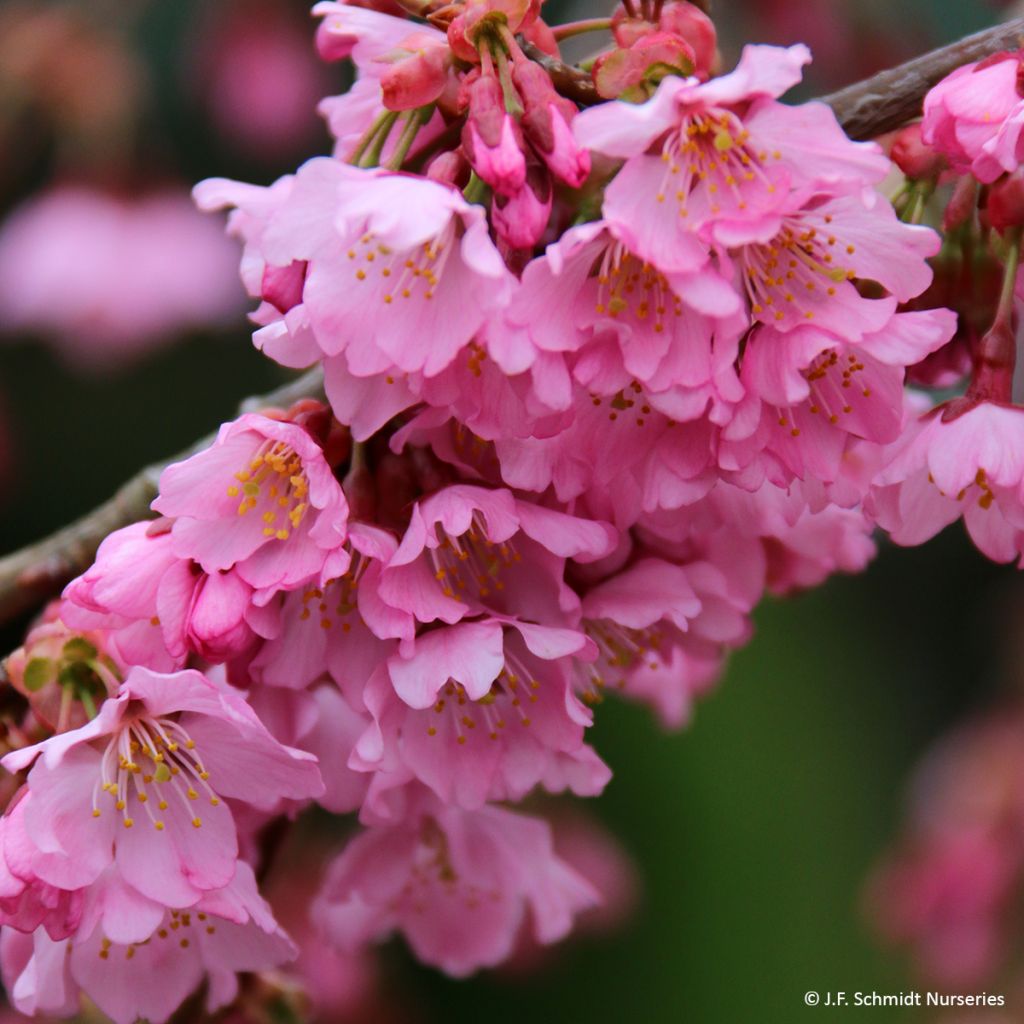 Prunus Pink Cascade - Cherry Tree