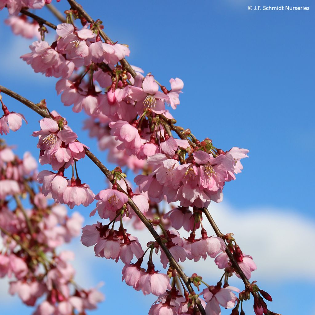 Prunus Pink Cascade - Cherry Tree