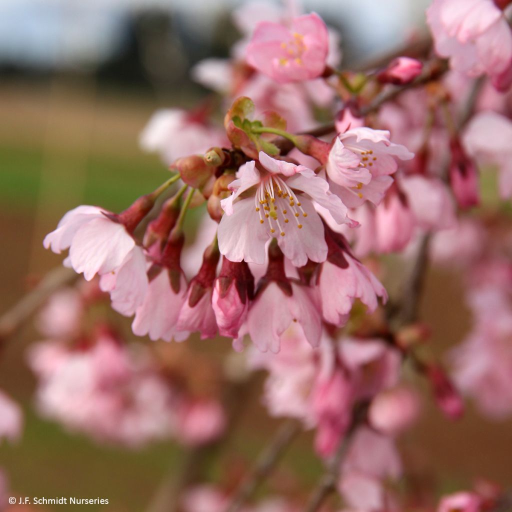 Prunus Pink Cascade - Cherry Tree