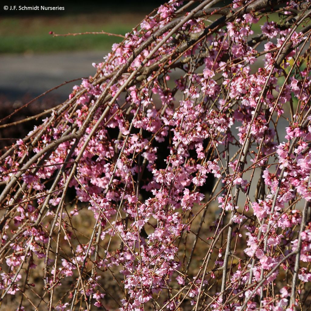 Prunus Pink Cascade - Cherry Tree