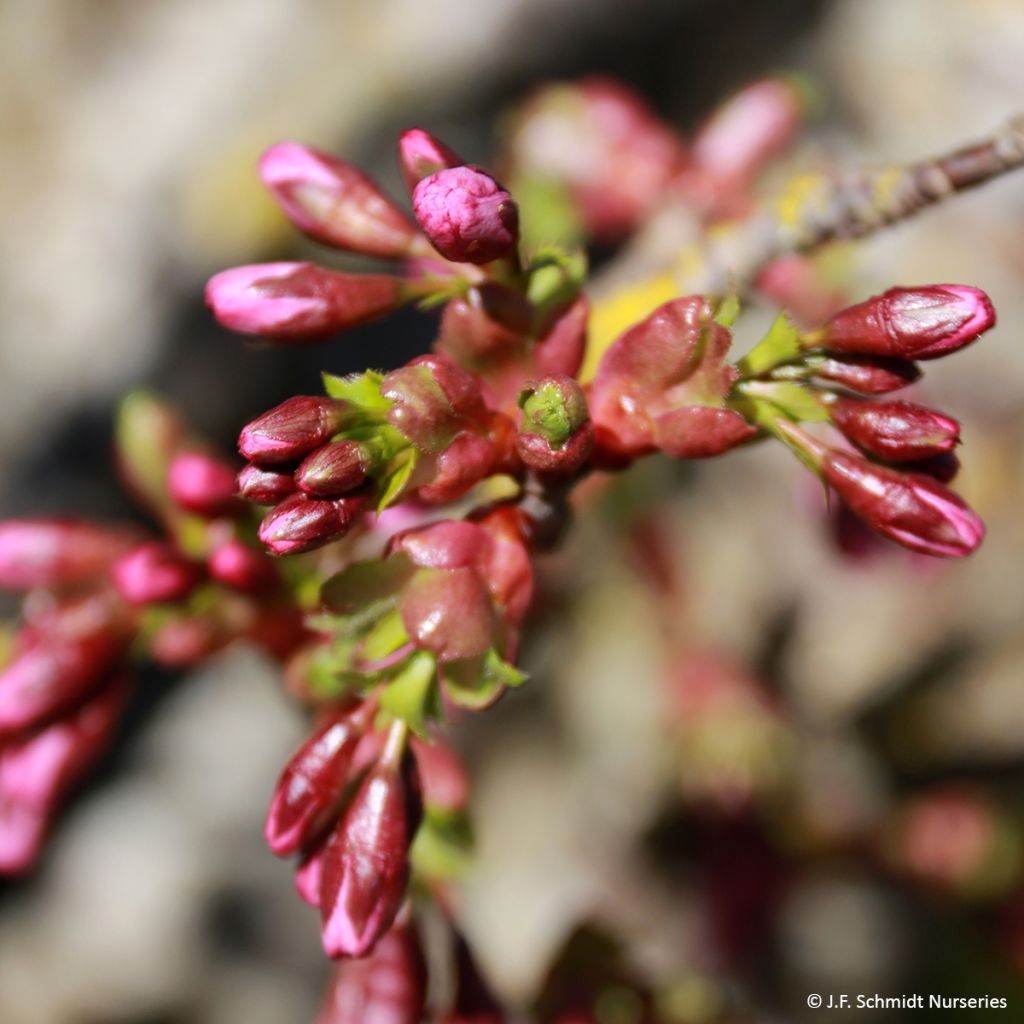 Prunus Pink Cascade - Cherry Tree