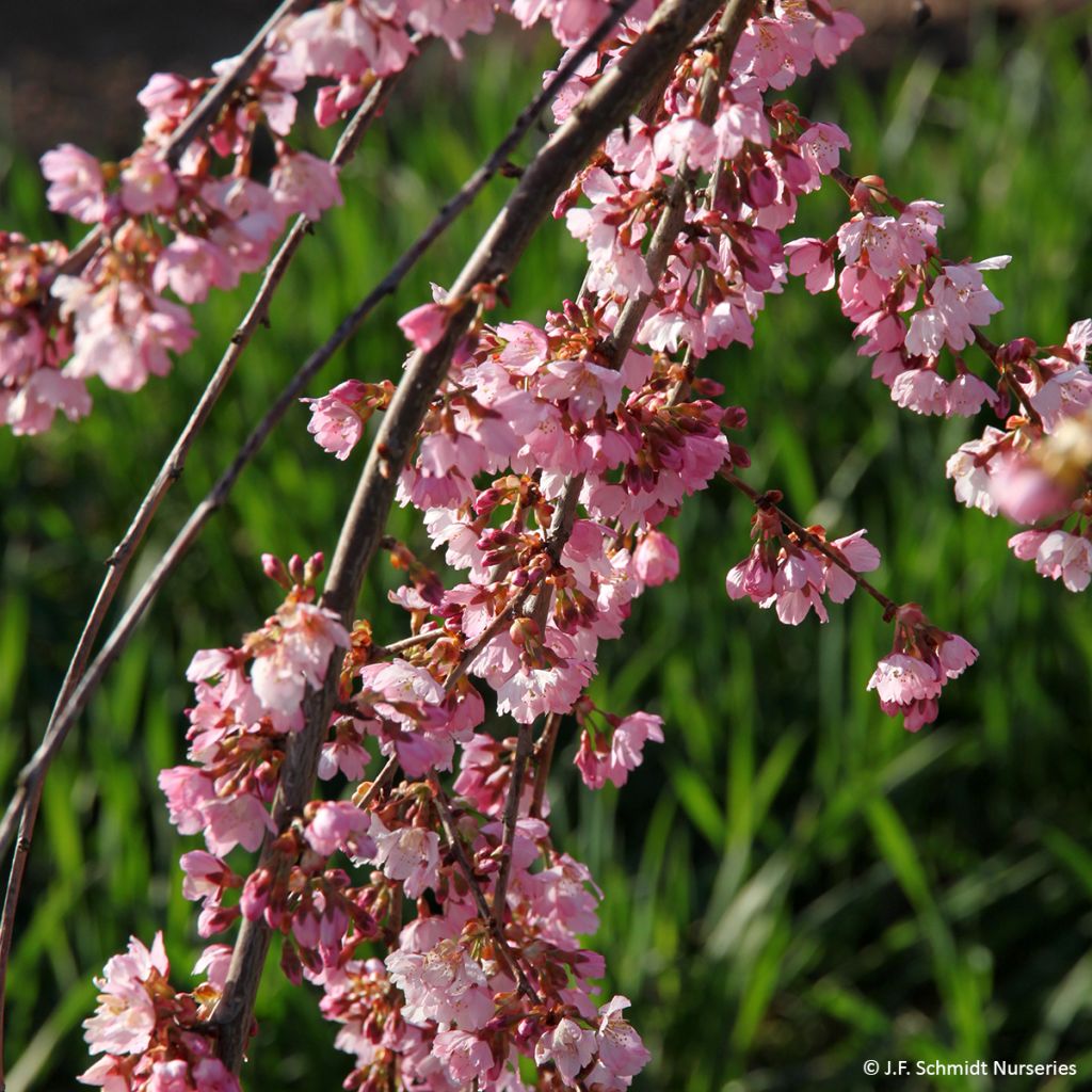 Prunus Pink Cascade - Cherry Tree