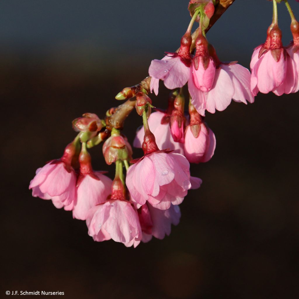 Prunus Pink Cascade - Cherry Tree