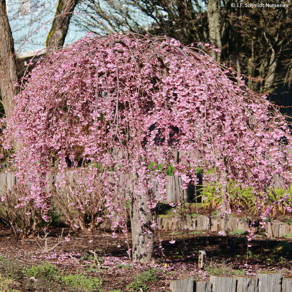 Prunus Pink Cascade - Cherry Tree